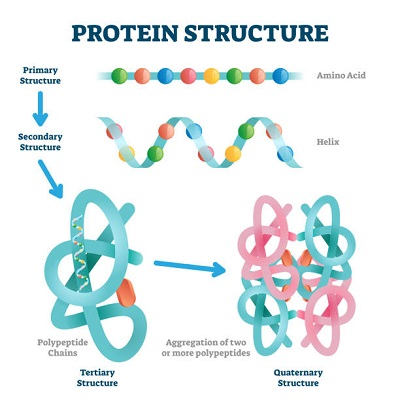 building blocks of proteins