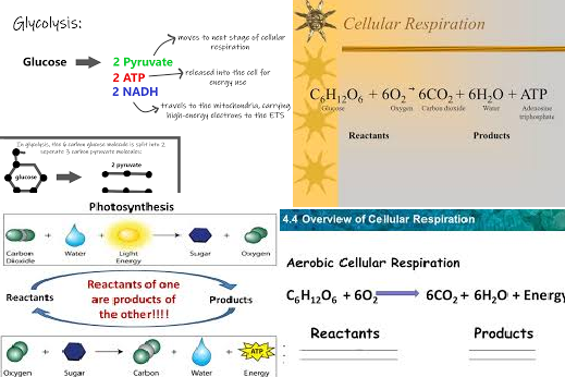 cellular respiration