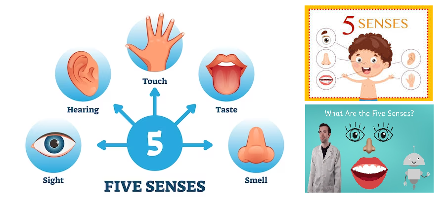 five senses