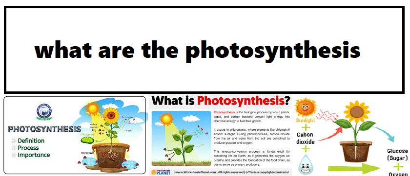 photosynthesis